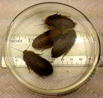 Jumbo Nymphs