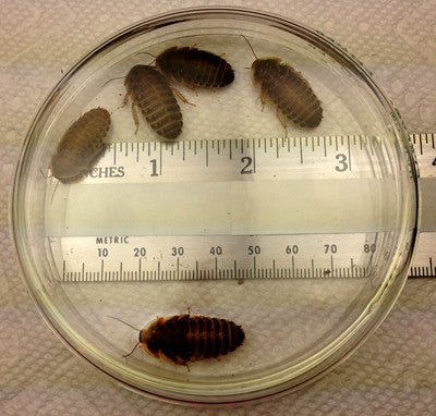 Large Nymphs