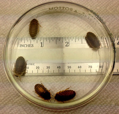 Medium Nymphs