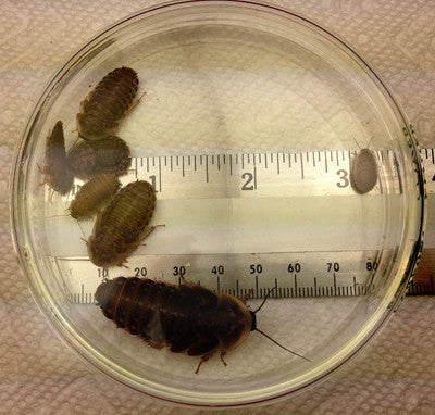 Mixed Nymphs