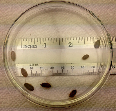 Tiny Nymphs