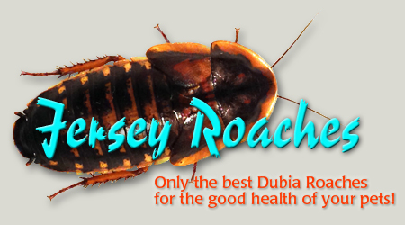 Jersey Roaches